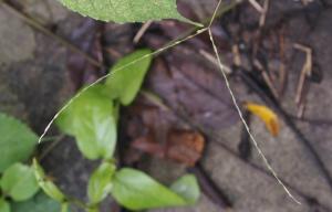 <a href="https://taieol.tw/muse/digi_object/0caab103eb2da9efbab0d225b54b718a" target="_blank">小馬唐／By：doggy0406／iNaturalist</a>