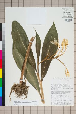 <a href="https://brmas.openmuseum.tw/muse/digi_object/da5f2cc077a702ee2d8afe9c59cc328a" target="_blank">野薑花／中央研究院生物多樣性研究博物館植物標本館 (HAST)</a>