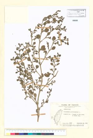 <a href="https://brmas.openmuseum.tw/muse/digi_object/da67186bd1e735e77ecda39bbf5bc4b9" target="_blank">假海馬齒／中央研究院生物多樣性研究博物館植物標本館 (HAST)</a>