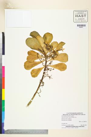 <a href="https://brmas.openmuseum.tw/muse/digi_object/da7672a4d8da10ec58e894a0e208f4d4" target="_blank">草海桐(水草)／中央研究院生物多樣性研究博物館植物標本館 (HAST)</a>