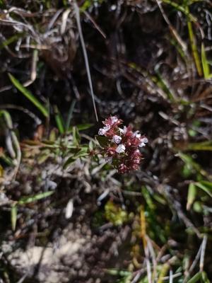 <a href="https://taieol.tw/muse/digi_object/f8eb986d26d98c273496cca290b24250" target="_blank">野薄荷／By：shuduan／iNaturalist</a>