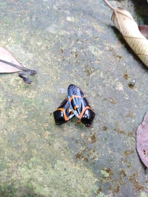<a href="https://taieol.tw/muse/digi_object/4a09c0cb858480332d000452e3e0123f" target="_blank">Okiscarta uchidae／By：chengshou／iNaturalist</a>
