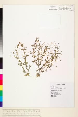 <a href="https://brmas.openmuseum.tw/muse/digi_object/dad2e8e917da96ad558bc699d3cf9b59" target="_blank">陌上草／中央研究院生物多樣性研究博物館植物標本館 (HAST)</a>