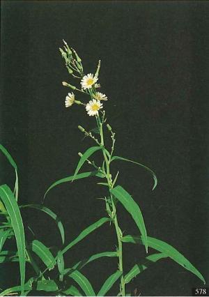 <a href="https://taieol.tw/muse/digi_object/8727dc00a601b5b3b637f404edb104c2" target="_blank">鵝仔草／By：彭鏡毅／農業部林業及自然保育署</a>