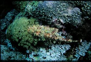 <a href="https://fishdb.sinica.edu.tw/muse/digi_object/3f11354caecd62ffe1e711a4b132b3e2" target="_blank">Scorpaenopsis cirrosa@fishdb-media-4338／郭道仁</a>