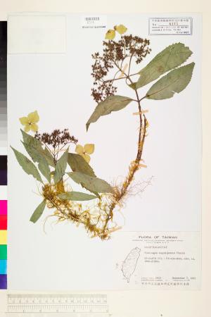 <a href="https://brmas.openmuseum.tw/muse/digi_object/db4280271282cacbceffeb9559ec76a6" target="_blank">狹瓣八仙花／中央研究院生物多樣性研究博物館植物標本館 (HAST)</a>
