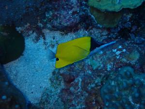 <a href="https://taieol.tw/muse/digi_object/852044dfe18395a7215ffee0780a52f1" target="_blank">黃鑷口魚／By：lanny753／iNaturalist</a>