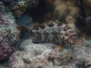 <a href="https://taieol.tw/muse/digi_object/cc3c9e4ceda2683992d54289bbe153c0" target="_blank">六角石斑魚／By：pchi45／iNaturalist</a>