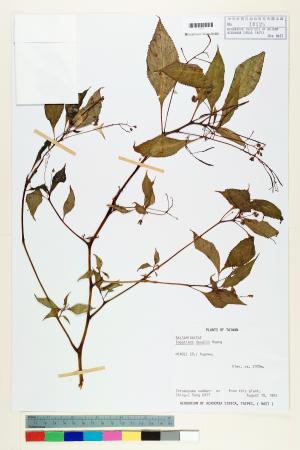 <a href="https://brmas.openmuseum.tw/muse/digi_object/db591ffc52b559f40a9a6b3e9d0ceef5" target="_blank">棣慕華鳳仙花／中央研究院生物多樣性研究博物館植物標本館 (HAST)</a>