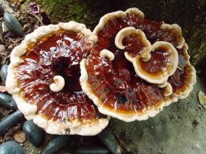 Ganoderma multipileum(重傘靈芝)