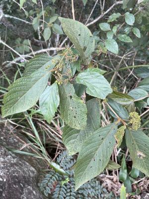<a href="https://taieol.tw/muse/digi_object/c7b3bfa5416527384dbffb63f7394ccd" target="_blank">杜虹花／By：liushengyu／iNaturalist</a>