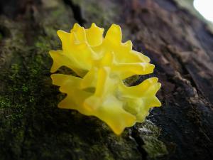 Tremella flava(黃銀耳)