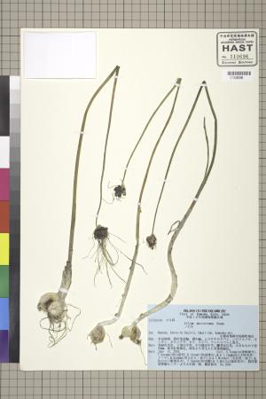 <a href="https://brmas.openmuseum.tw/muse/digi_object/db7d72b15712a037f1d9bdb2a921187e" target="_blank">山蒜／中央研究院生物多樣性研究博物館植物標本館 (HAST)</a>