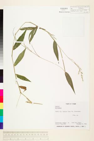 <a href="https://brmas.openmuseum.tw/muse/digi_object/db87f5c038ccea1452776e63f9c75274" target="_blank">求米草屬／中央研究院生物多樣性研究博物館植物標本館 (HAST)</a>