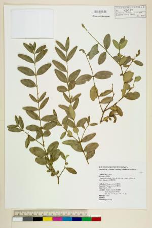 <a href="https://brmas.openmuseum.tw/muse/digi_object/db88878a9c3ea48a13767462cb9de681" target="_blank">黃楊／中央研究院生物多樣性研究博物館植物標本館 (HAST)</a>