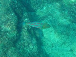 <a href="https://taieol.tw/muse/digi_object/150f6d89623b3b3170b9d74a3317730b" target="_blank">三葉錦魚／By：linscott／iNaturalist</a>