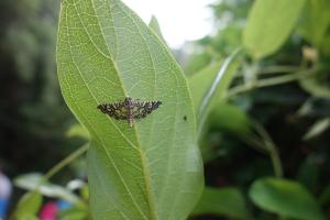 <a href="https://taieol.tw/muse/digi_object/c537af6fda02bbd7d200c9afc9c55135" target="_blank">Glyphodes onychinalis／By：chiehliangchen／iNaturalist</a>