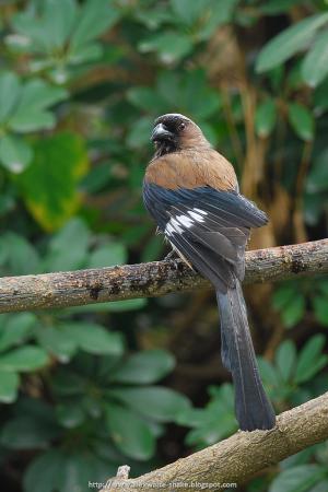 20110130 樹鵲 - 洗澡@高雄美術館 33