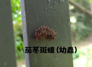 <a href="https://taieol.tw/muse/digi_object/1b9708d2cccf00e8ba5902fe03ea3fbe" target="_blank">重陽木螢斑蛾／By：minglongtsai／iNaturalist</a>