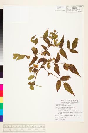 <a href="https://brmas.openmuseum.tw/muse/digi_object/dbddc11c206ab4dceb94d9e33b1bd196" target="_blank">虎婆刺／中央研究院生物多樣性研究博物館植物標本館 (HAST)</a>