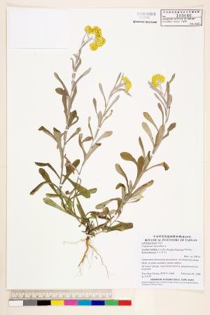<a href="https://brmas.openmuseum.tw/muse/digi_object/dbf7c4fe6d1fb4585bba79c184de5fb6" target="_blank">絲綿草／中央研究院生物多樣性研究博物館植物標本館 (HAST)</a>
