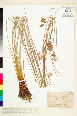 <a href="https://brmas.openmuseum.tw/muse/digi_object/dc038ff2ed56ce7af853e2f647be2e03" target="_blank">燈心草／中央研究院生物多樣性研究博物館植物標本館 (HAST)</a>