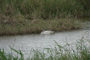 <a href="https://taieol.tw/muse/digi_object/be0b79c2c726e4ed9ed81cdc4fc64f94" target="_blank">小天鵝／By：wagtail220／iNaturalist</a>