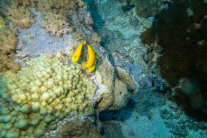 <a href="https://taieol.tw/muse/digi_object/ccd3dff4a0a64a9aeb4bf4713e73404e" target="_blank">海氏刺尻魚／By：chih-wei_jack_chang／iNaturalist</a>