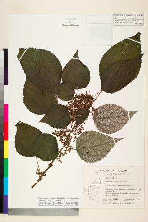 <a href="https://brmas.openmuseum.tw/muse/digi_object/dc08349ee13007b206ddbd12352cfdbc" target="_blank">青苧麻／中央研究院生物多樣性研究博物館植物標本館 (HAST)</a>