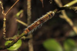 <a href="https://taieol.tw/muse/digi_object/9ad36e88e32e675ced36ae544a6ece09" target="_blank">波紋枯葉蛾／By：naturalist5193／iNaturalist</a>