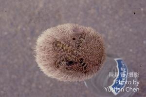 <a href="https://taieol.tw/muse/digi_object/19e9705928be5b80014814848c31dc7f" target="_blank">脊背壺海膽／By：陳育賢／陳育賢</a>