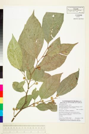 <a href="https://brmas.openmuseum.tw/muse/digi_object/dc3cee8ae8e16b0965d7ee83b361dd37" target="_blank">澀葉榕／中央研究院生物多樣性研究博物館植物標本館 (HAST)</a>