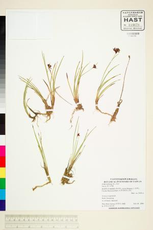 <a href="https://brmas.openmuseum.tw/muse/digi_object/dc6f862063f1009233b8c71c6f39da80" target="_blank">燈心草屬／中央研究院生物多樣性研究博物館植物標本館 (HAST)</a>