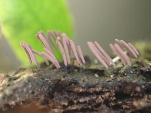 Stemonitis axifera var. smithii(光孢髮網黏菌亞小變種)