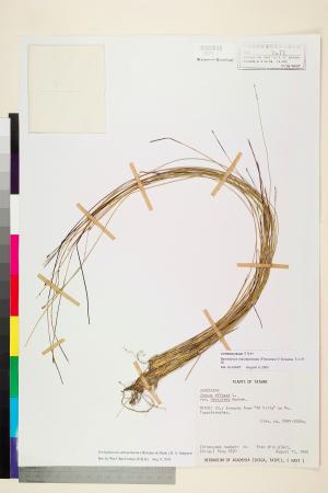 <a href="https://brmas.openmuseum.tw/muse/digi_object/dc8d1357bd4a6eb704928c672671e46a" target="_blank">玉山針藺／中央研究院生物多樣性研究博物館植物標本館 (HAST)</a>