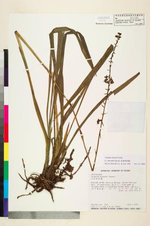 <a href="https://brmas.openmuseum.tw/muse/digi_object/dcb0aa7fdec795c7988eb7550a7227ff" target="_blank">長葉根節蘭／中央研究院生物多樣性研究博物館植物標本館 (HAST)</a>