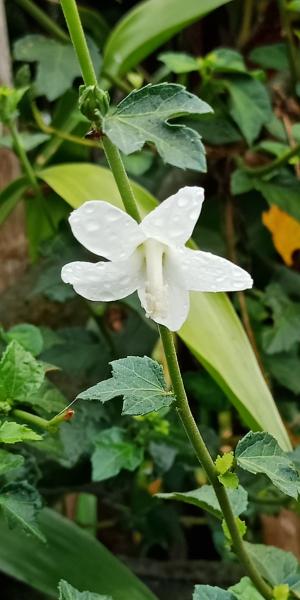 <a href="https://taieol.tw/muse/digi_object/c9d0bd54e2d607933458c0b6beebd55d" target="_blank">梵天花／By：hua5／iNaturalist</a>