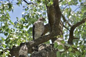 <a href="https://taieol.tw/muse/digi_object/414fd98aca39478ee17c14bd54dbe577" target="_blank">鳳頭蒼鷹／By：dajiang／iNaturalist</a>