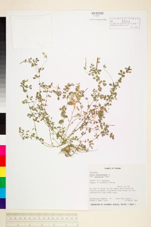 <a href="https://brmas.openmuseum.tw/muse/digi_object/dcd06a0566de7e693acb212815ffcc05" target="_blank">百脈根／中央研究院生物多樣性研究博物館植物標本館 (HAST)</a>