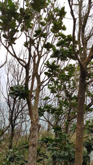 <a href="https://taieol.tw/muse/digi_object/9d05472124a3beee80bf2eda08b13bed" target="_blank">大葉山欖／By：espressocat／iNaturalist</a>