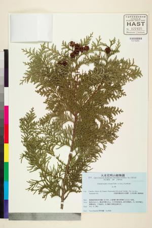 <a href="https://brmas.openmuseum.tw/muse/digi_object/dd03e3af00b91369b739799ef1fdef32" target="_blank">日本扁柏／中央研究院生物多樣性研究博物館植物標本館 (HAST)</a>