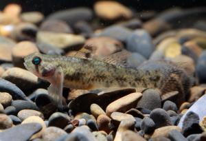 <a href="https://fishdb.sinica.edu.tw/muse/digi_object/cbb4939a3b38804b36e6e930f77f751c" target="_blank">Pseudogobius javanicus@fishdb-media-9942／廖振亨</a>