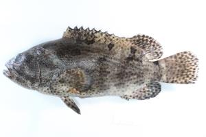 <a href="https://brmas.openmuseum.tw/muse/digi_object/5b2d829e664176a16c2c299aafe35990" target="_blank">棕點石斑魚／中央研究院生物多樣性研究博物館動物標本館 (ASIZ)</a>