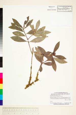 <a href="https://brmas.openmuseum.tw/muse/digi_object/dd2a1c453938977b1a686a3b3fd4582d" target="_blank">台灣瑞香／中央研究院生物多樣性研究博物館植物標本館 (HAST)</a>