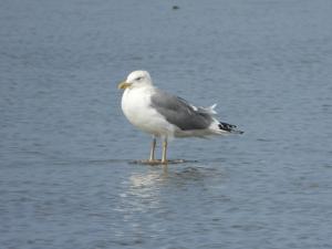 <a href="https://taieol.tw/muse/digi_object/04059ec595e53d0735ef99df39e96f25" target="_blank">銀鷗／By：redbirdwu／iNaturalist</a>