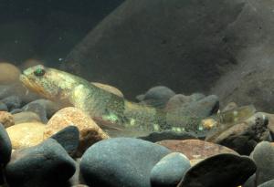 <a href="https://fishdb.sinica.edu.tw/muse/digi_object/dee5f476802536b45985207244a100ac" target="_blank">Schismatogobius roxasi@fishdb-media-9973／廖振亨</a>