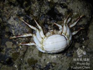 <a href="https://taieol.tw/muse/digi_object/86f6f08c1f7b3004c7cf328289557ab0" target="_blank">無斑斜紋蟹／By：陳育賢／陳育賢</a>