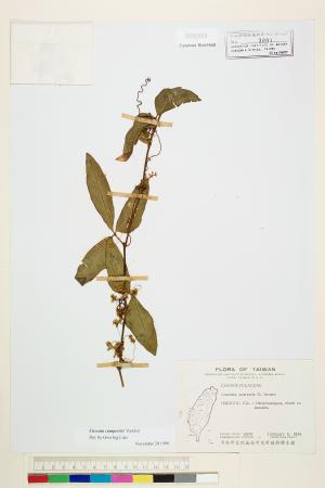 <a href="https://brmas.openmuseum.tw/muse/digi_object/dd554167f202cf3af65fb7a80cee206a" target="_blank">平原菟絲子／中央研究院生物多樣性研究博物館植物標本館 (HAST)</a>