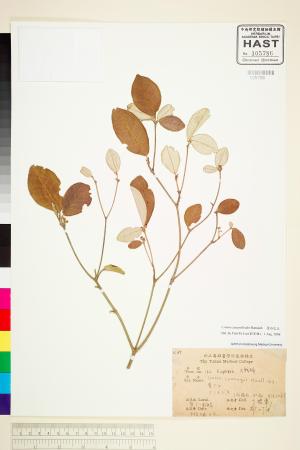 <a href="https://brmas.openmuseum.tw/muse/digi_object/dd571044b094135aa773893419cb82c7" target="_blank">裏白巴豆／中央研究院生物多樣性研究博物館植物標本館 (HAST)</a>