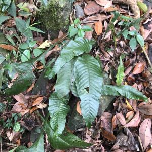 <a href="https://taieol.tw/muse/digi_object/e09224ec448df1832e940a16f4a32776" target="_blank">萊蕨／By：enliu／iNaturalist</a>